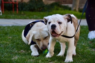 Handsome Dan and Heidi playing with toy