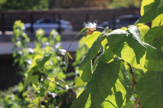 flowering plant image